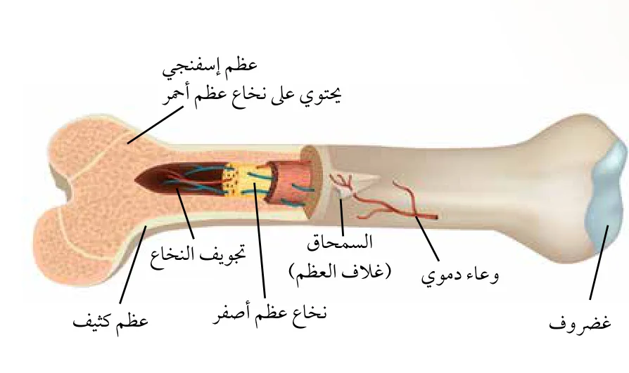 الشكل (1): تركيب العظم الطويل.