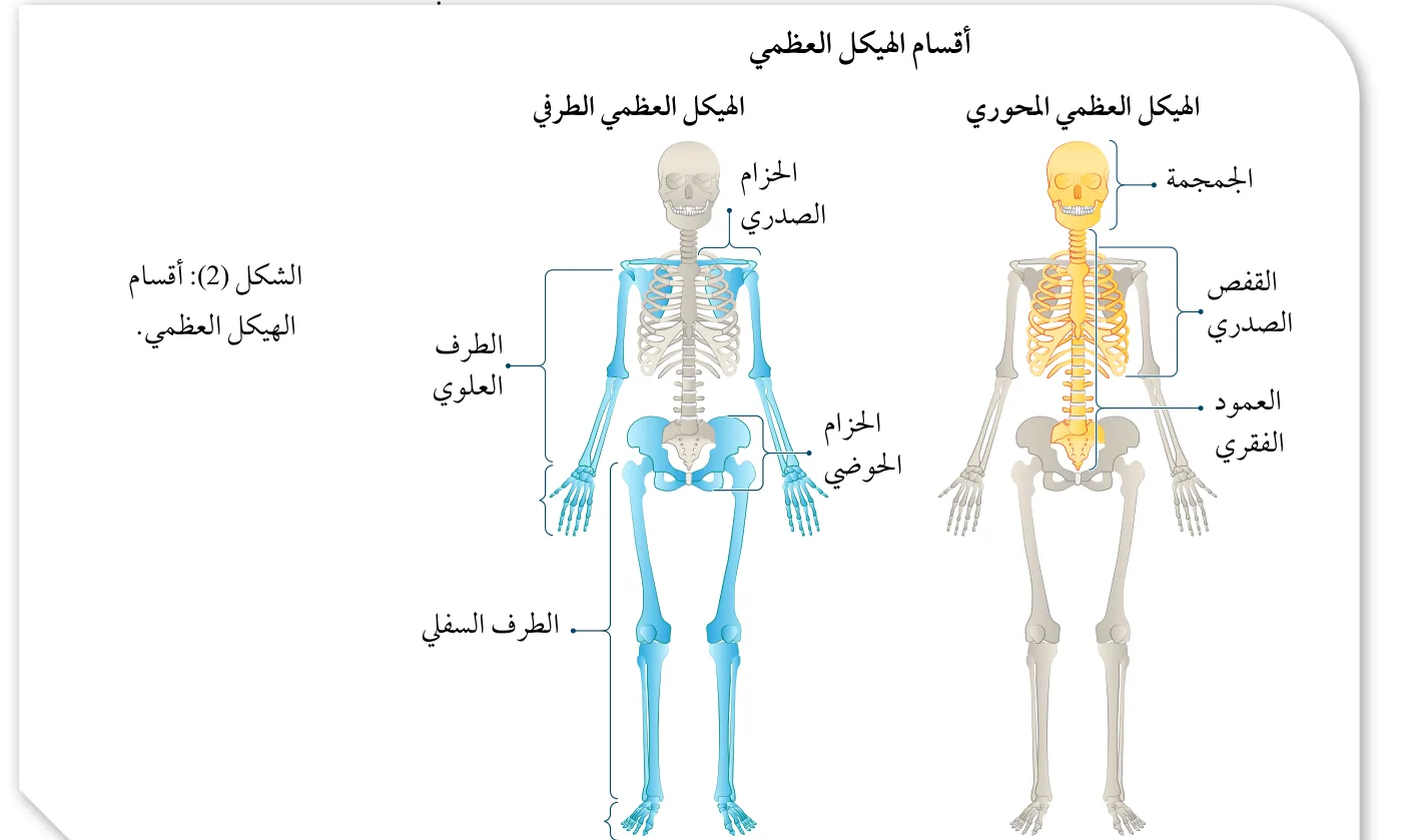 الشكل (2): أقسام الهيكل العظمي.