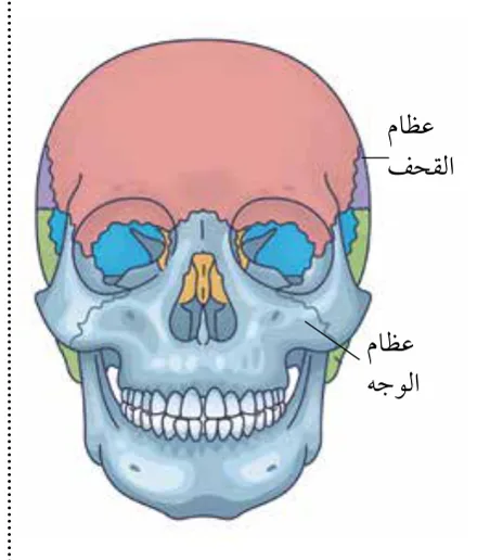 الشكل (3): عظام الجمجمة.
