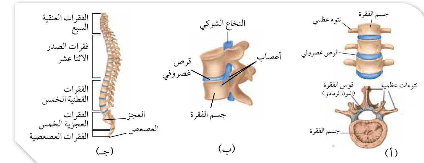 الشكل (4): (أ): القرص الغضروفي وتركيب الفقرات. (ب): تفرعات الأعصاب الشوكية من الثقوب الفقرية على جانبي العمود الفقري. (جـ): فقرات العمود الفقري.