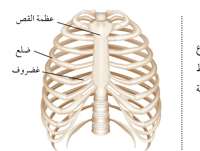 الشكل (5): القفص الصدري.