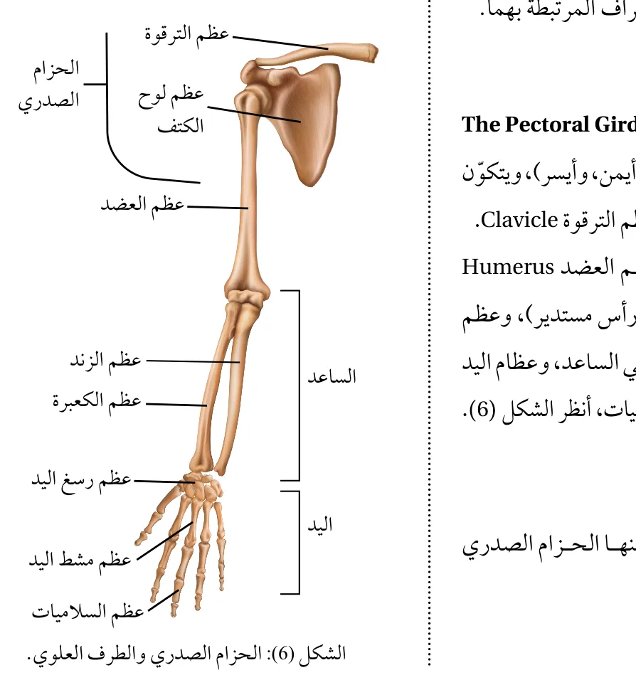 الشكل (6): الحزام الصدري والطرف العلوي.