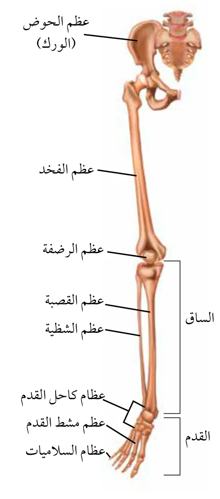 الشكل (7): الحزام الحوضي والطرف السفلي.
