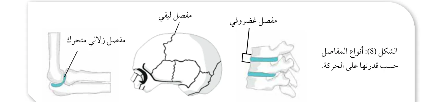 الشكل (8): أنواع المفاصل حسب قدرتها على الحركة.