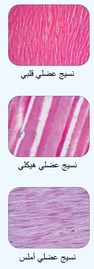 نسيج عضلي قلبي، نسيج عضلي هيكلي، نسيج عضلي أملس