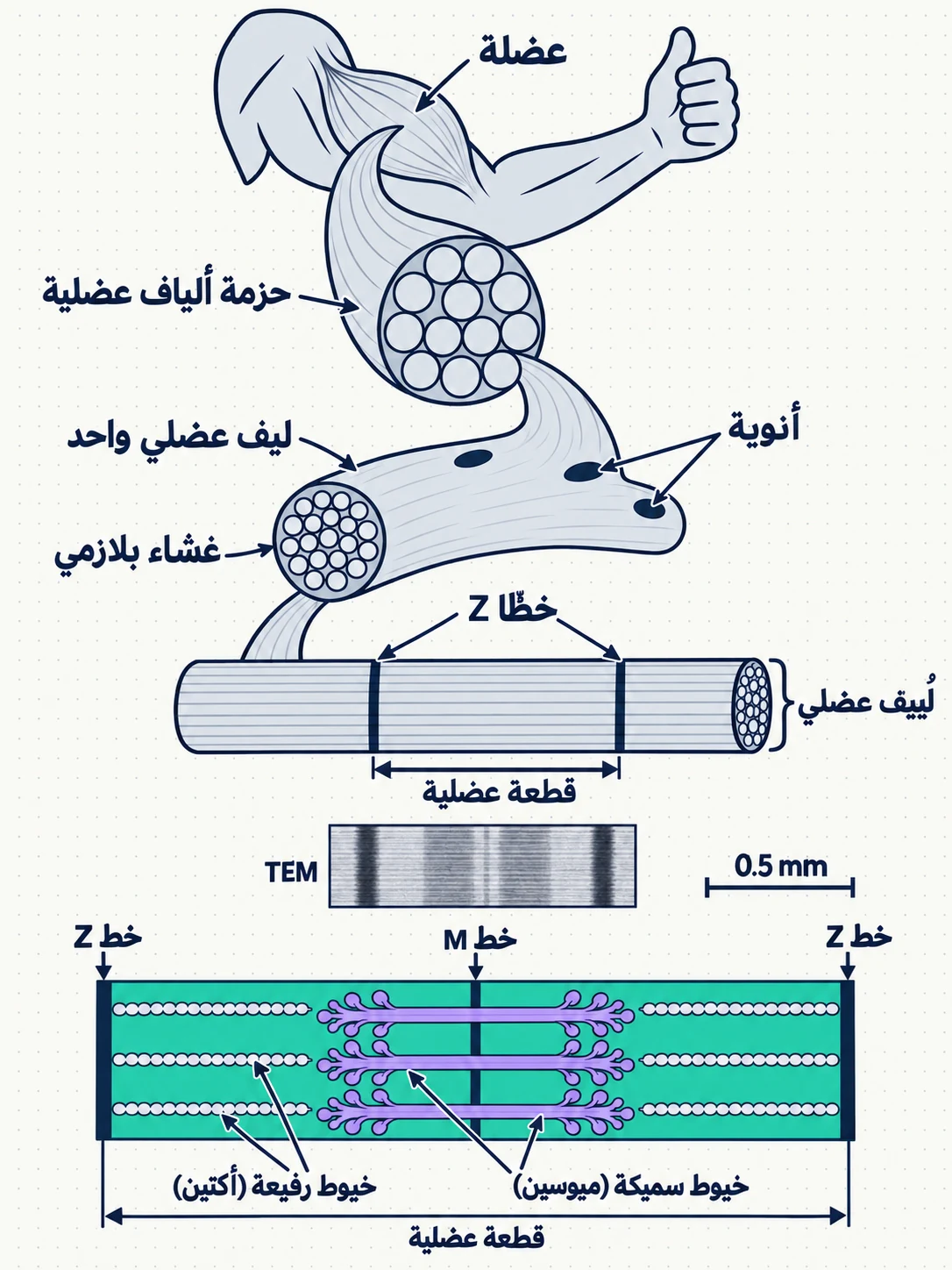 الشكل (11): تركيب العضلات الهيكلية.