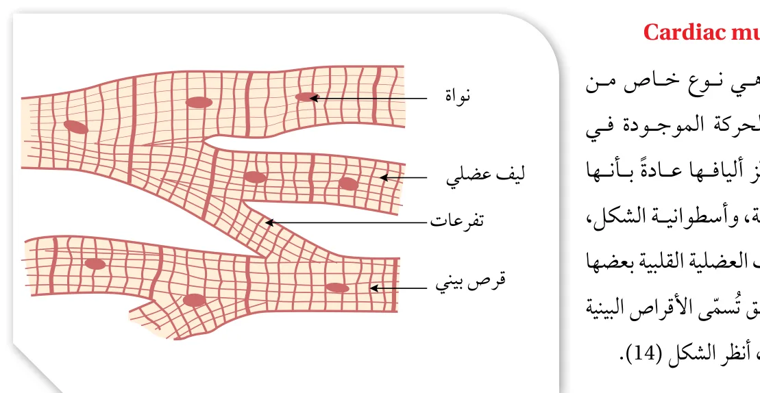 الشكل (14): ألياف العضلة القلبية.