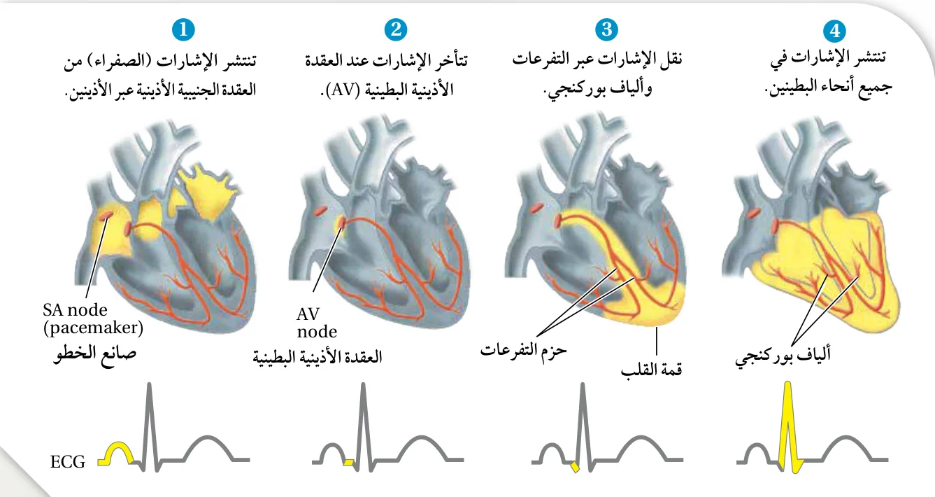 انتشار الإشارات الكهربائية في القلب وتخطيط القلب (ECG)