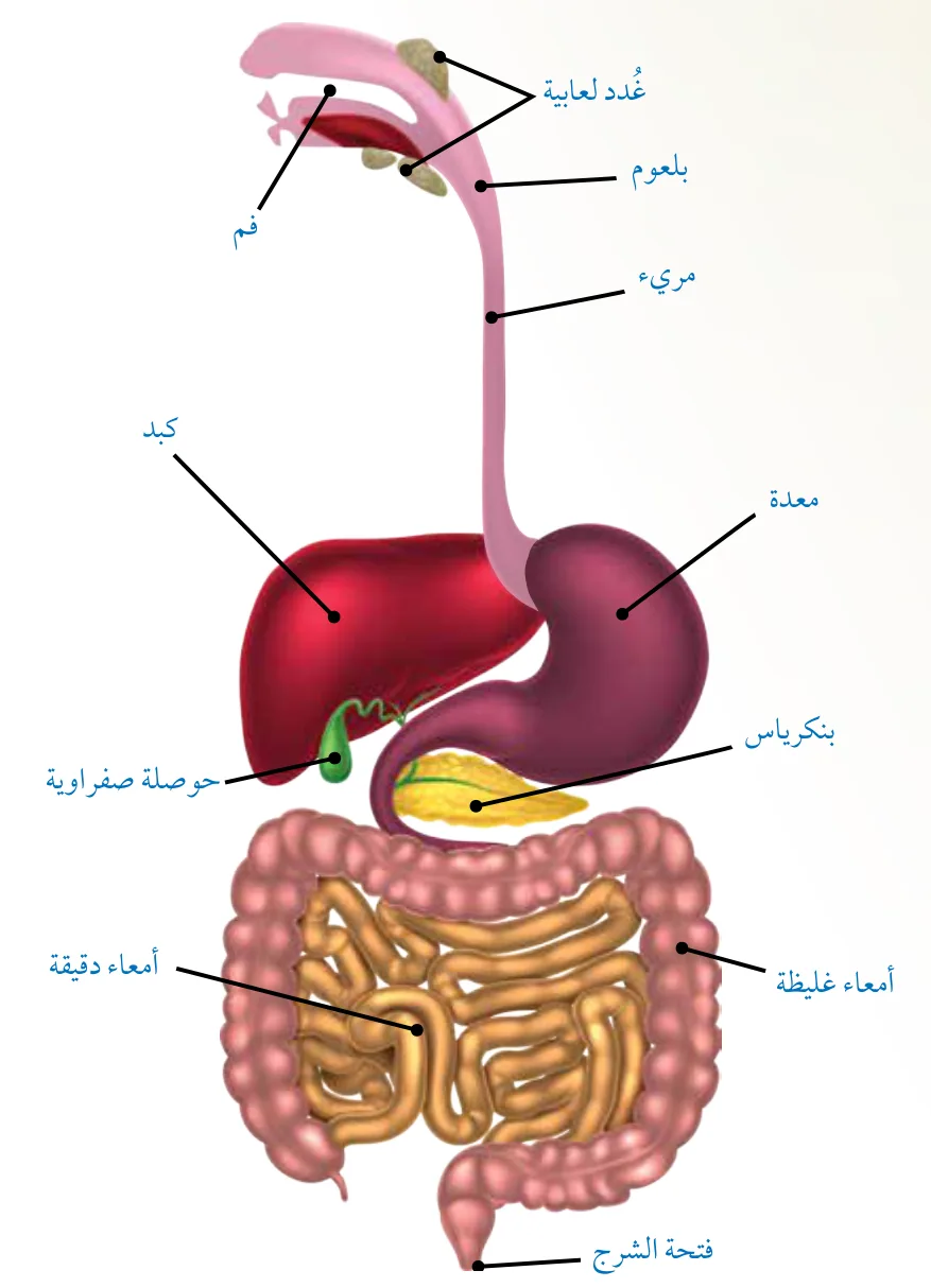 الشكل (1): القناة الهضمية، والغُدد المُلّحقة.
