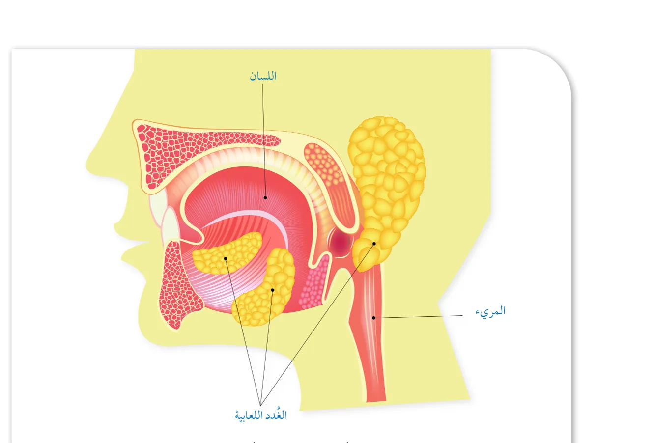الشكل (2): الأزواج الرئيسة الثلاثة من الغُدد اللعابية في الفم: الغدد النكافية التي تقع أمام الأذنين، والغُدد تحت الفك السفلي، والغدد تحت اللسان.