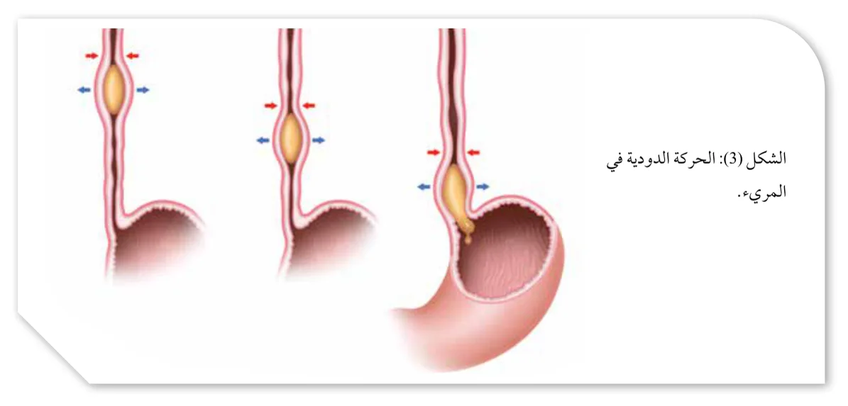 الشكل (3): الحركة الدودية في المريء