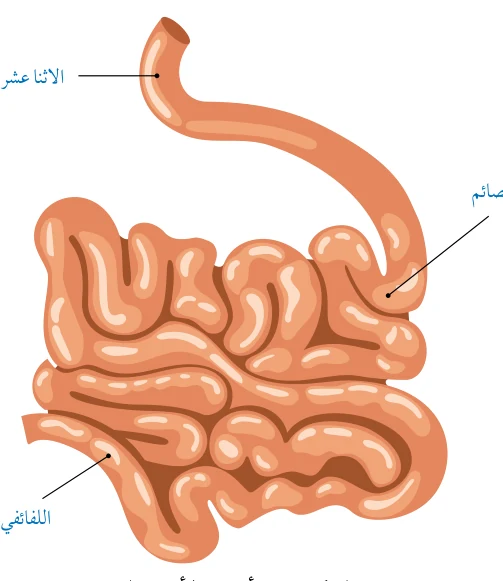 الشكل (5): أجزاء الأمعاء الدقيقة.