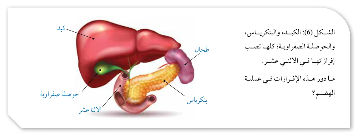 الشكل (6): الكبد، والبنكرياس، والحوصلة الصفراوية؛ كلها تصب إفرازاتها في الاثني عشر. ما دور هذه الإفرازات في عملية الهضم؟
