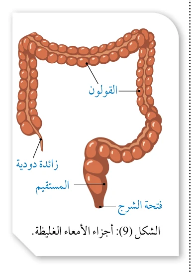 الشكل (9): أجزاء الأمعاء الغليظة.