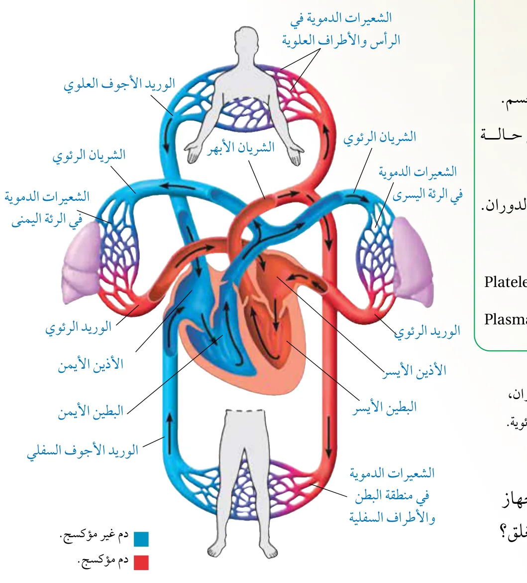الشكل (10): تركيب جهاز الدوران، والدورتين الدمويتين: الجهازية والرئوية.