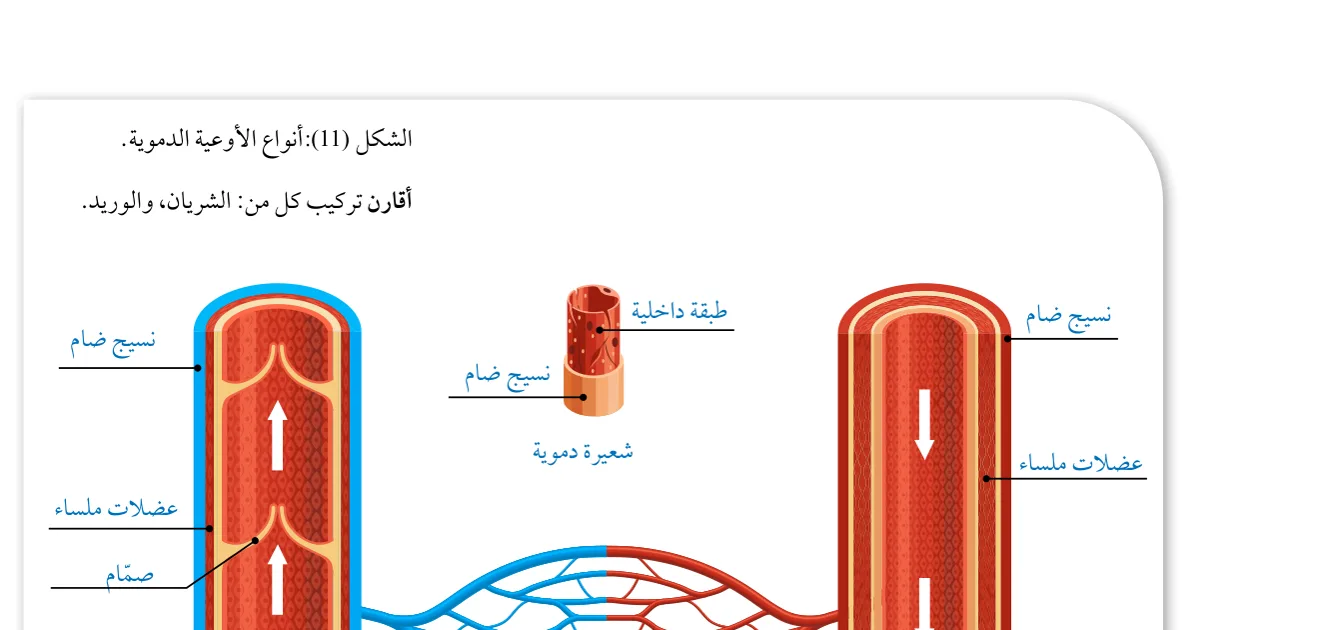 الشكل (11): أنواع الأوعية الدموية. أقارن تركيب كل من: الشريان، والوريد.