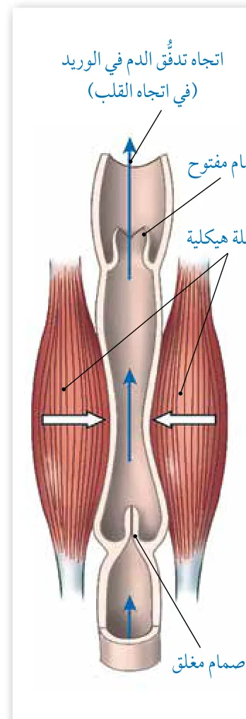 الشكل (12): تدفّق الدم في الأوردة. أُوضّح المقصود بالصمام.