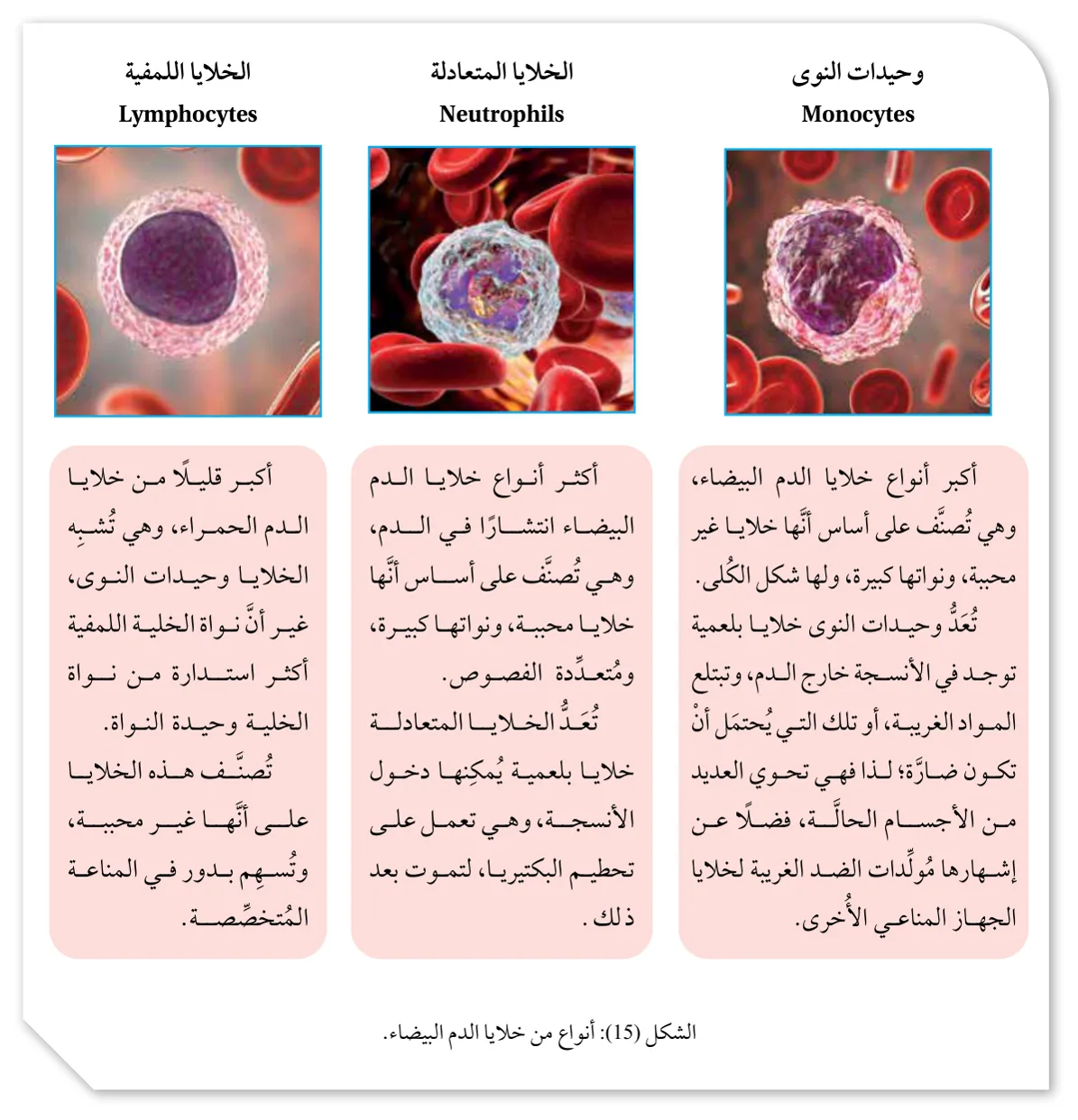 الشكل (15): أنواع من خلايا الدم البيضاء.