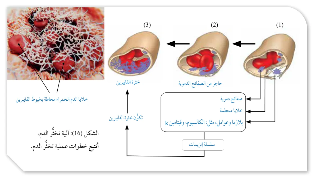 الشكل (16): آلية تخثّر الدم. أتتبع خطوات عملية تخثّر الدم.