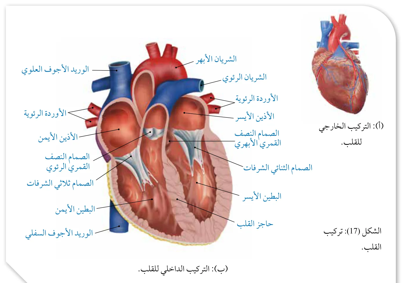 الشكل (17): تركيب القلب.