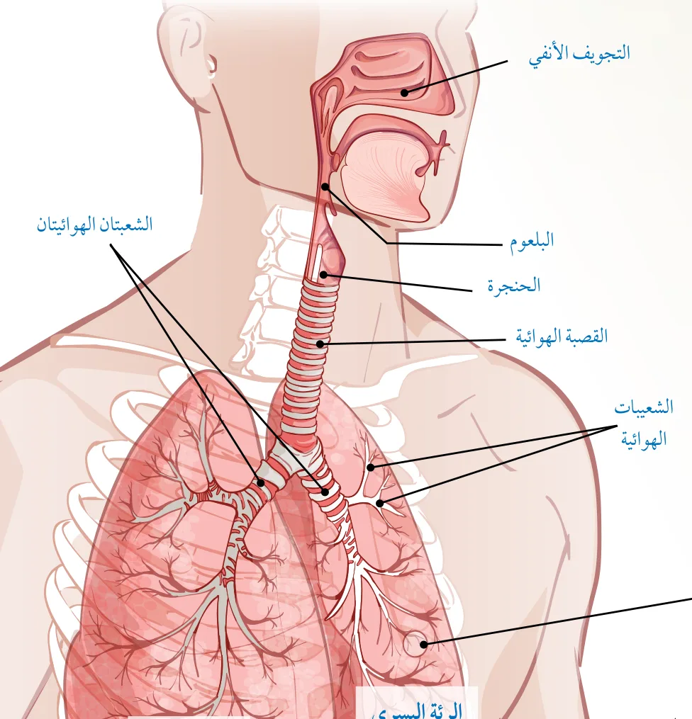 الشكل (18): أجزاء الجهاز التنفسي.