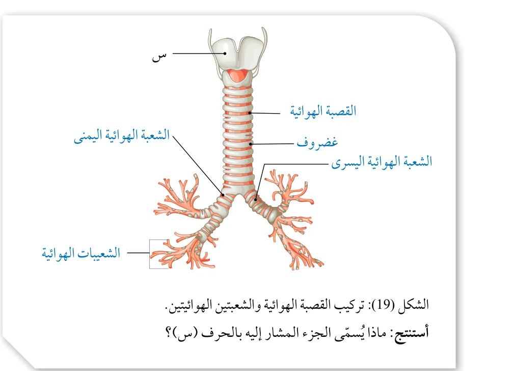 الشكل (19): تركيب القصبة الهوائية والشعبتين الهوائيتين. أستنتج: ماذا يُسمّى الجزء المشار إليه بالحرف (س)؟