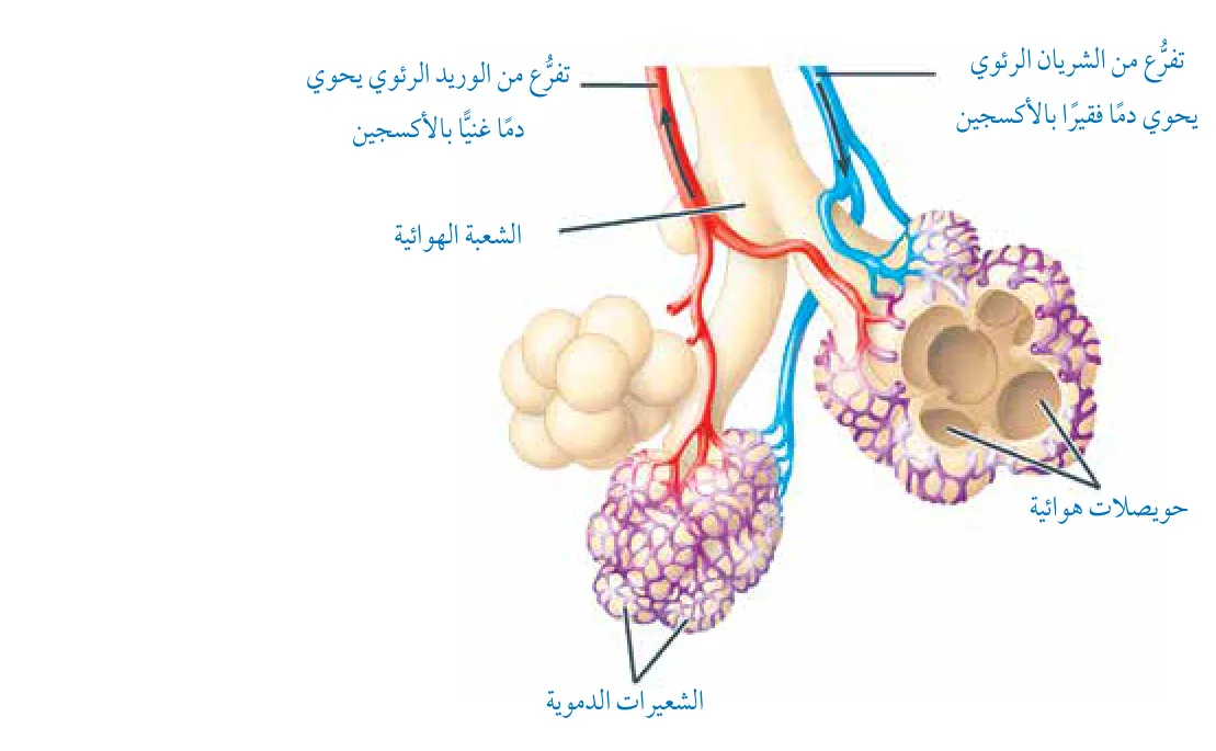 الشكل (21): تركيب الحويصلة الهوائية.