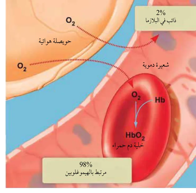 الشكل (22): تبادل الغازات في الرئتين.