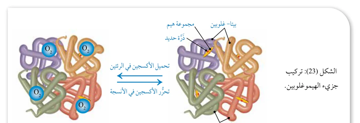 الشكل (23): تركيب جزيء الهيموغلوبين.