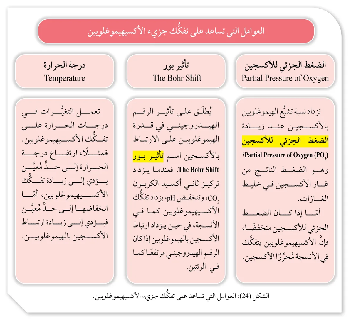 الشكل (24): العوامل التي تساعد على تفكك جزيء الأكسيهيموغلوبين.