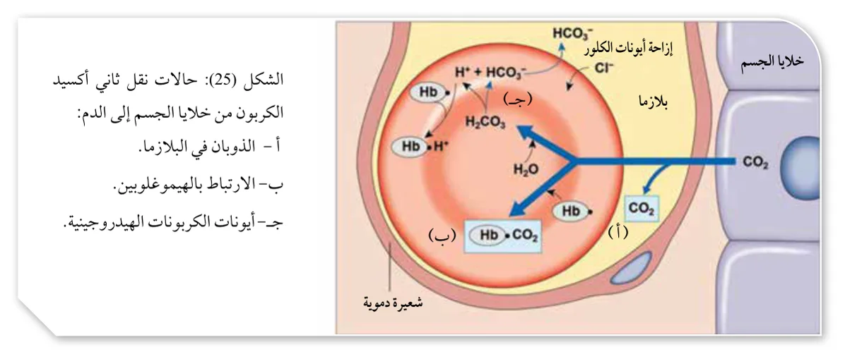 الشكل (25): حالات نقل ثاني أكسيد الكربون من خلايا الجسم إلى الدم: أ- الذوبان في البلازما. ب- الارتباط بالهيموغلوبين. ج- أيونات الكربونات الهيدروجينية.