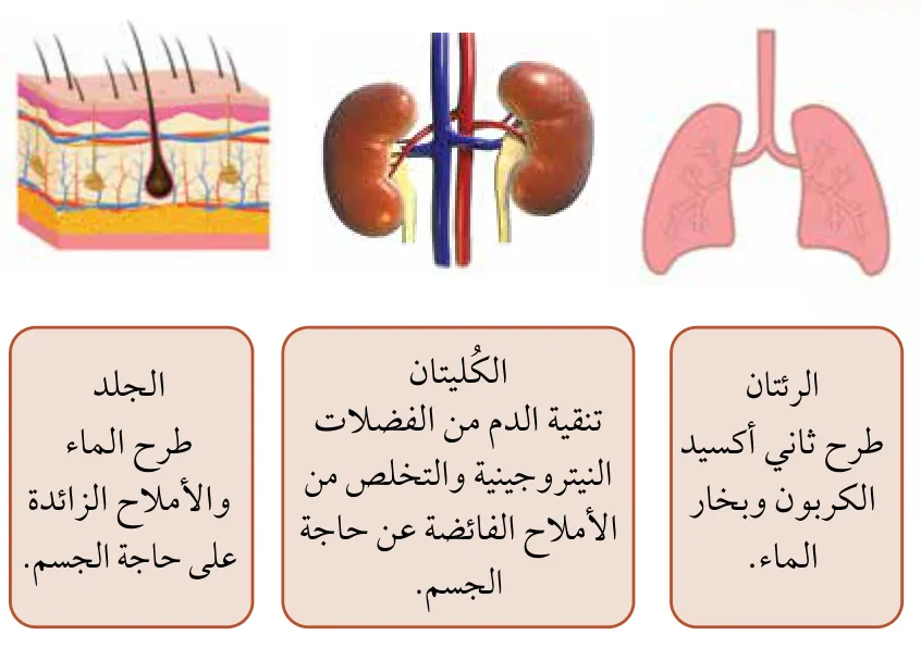 الشكل (1): أعضاء جهاز الإخراج في جسم الإنسان.