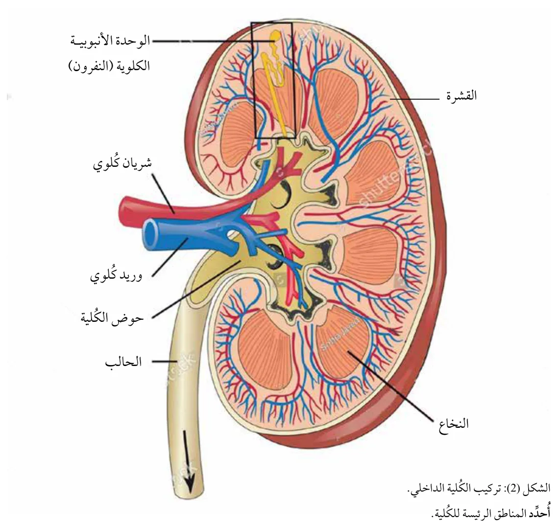 الشكل (2): تركيب الكُلية الداخلي.