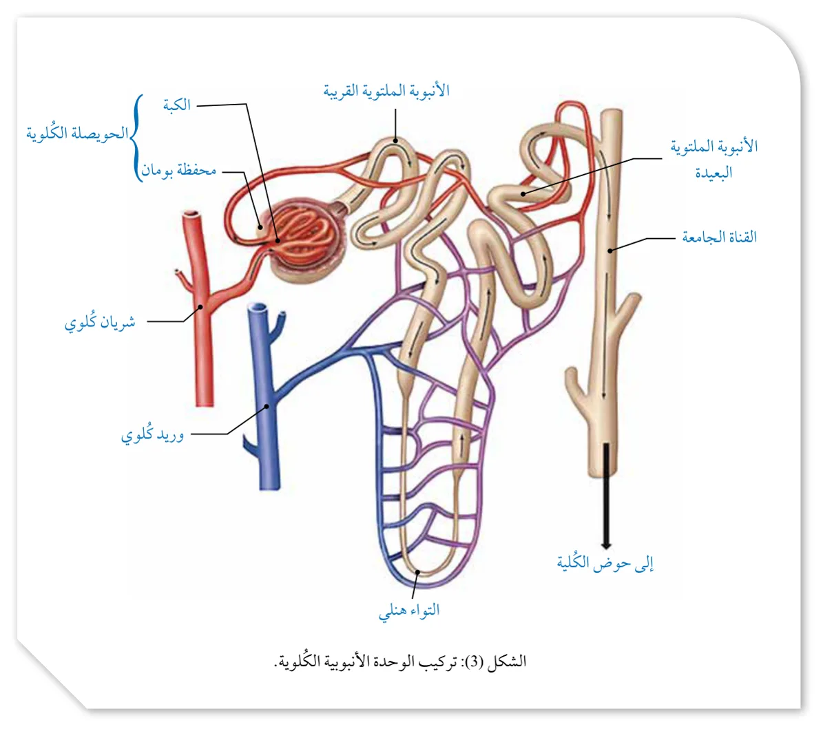 الشكل (3): تركيب الوحدة الأنبوبية الكلوية.