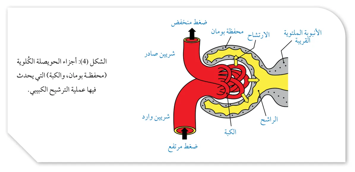الشكل (4): أجزاء الحويصلة الكلوية (محفظة بومان، والكبة) التي يحدث فيها عملية الترشيح الكبيبي.