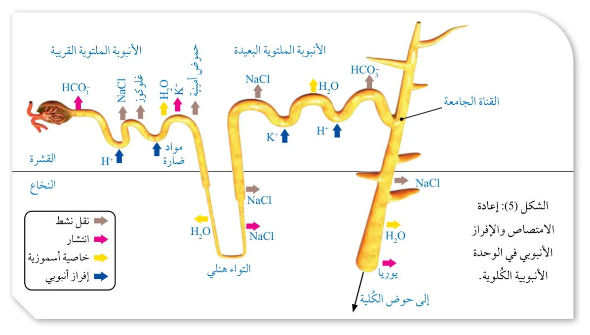 الشكل (5): إعادة الامتصاص والإفراز الأنبوبي في الوحدة الأنبوبية الكلوية.