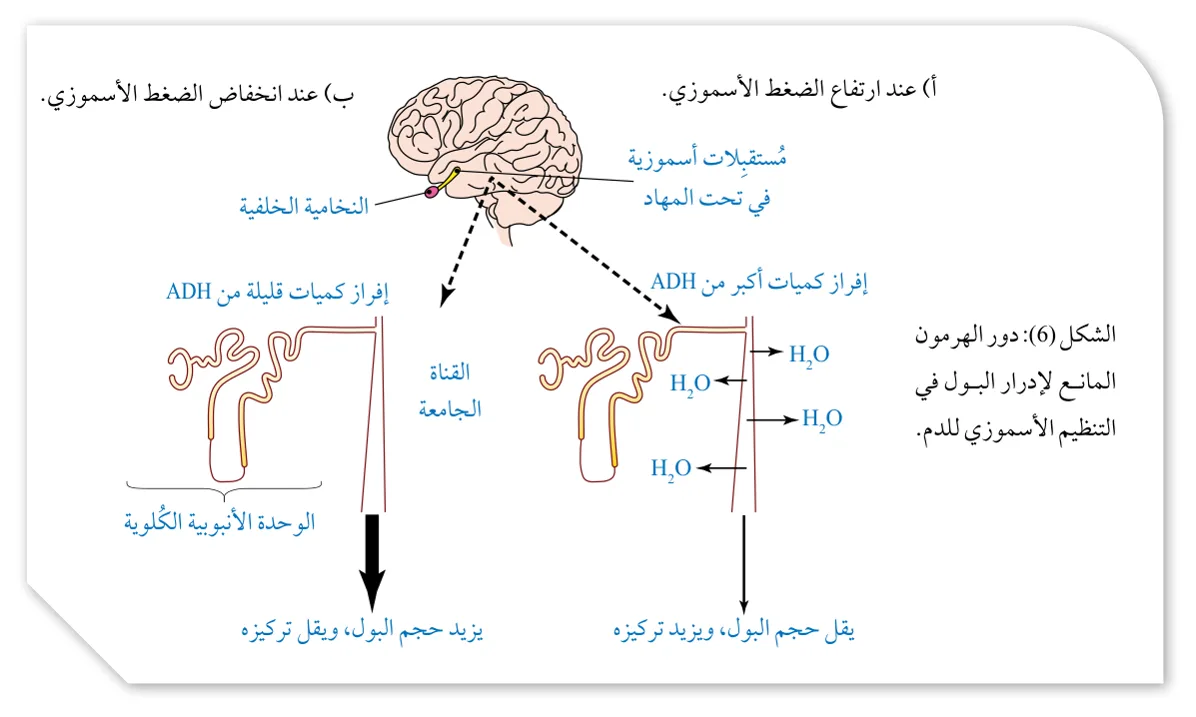 الشكل (6): دور الهرمون المانع لإدرار البول في التنظيم الأسموزي للدم.