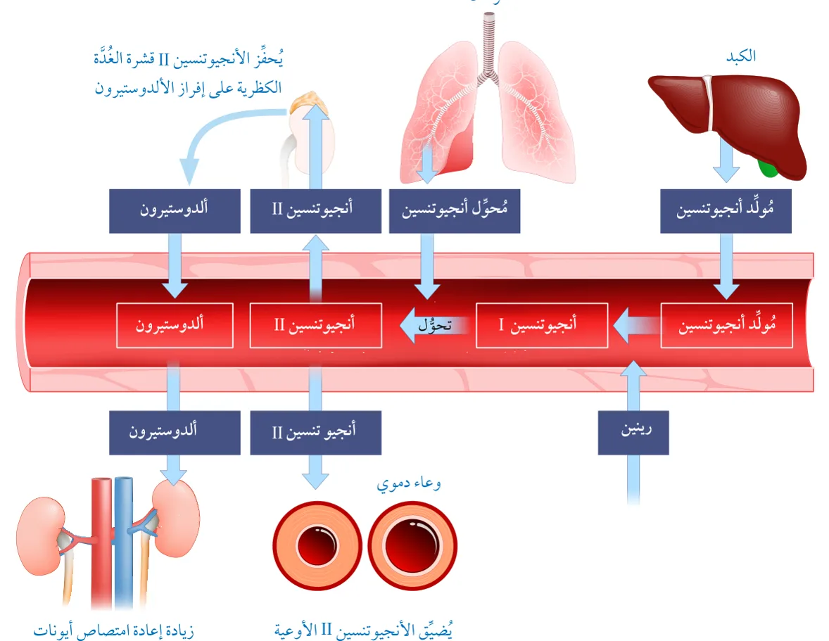 الشكل (7): نظام رينين- أنجيوتنسين- ألدوستيرون.