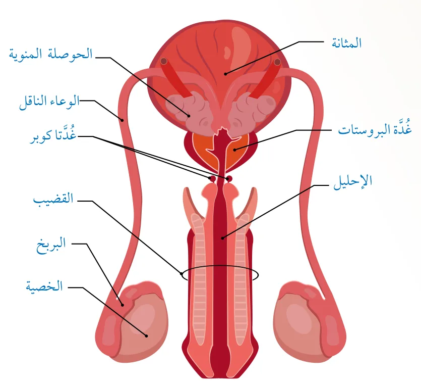 الشكل (8): الجهاز التناسلي الذكري عند الإنسان.