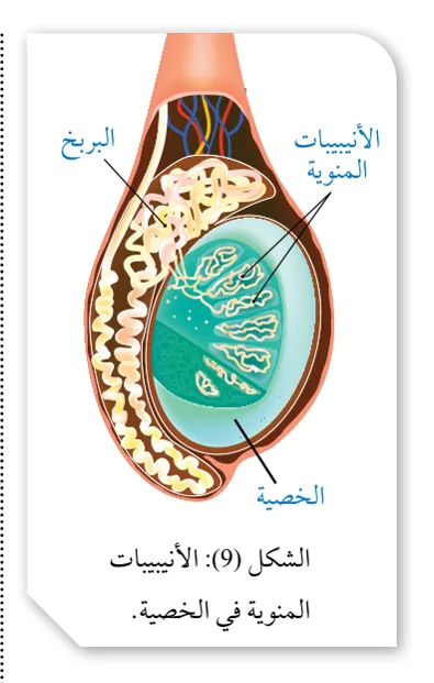 الشكل (9): الأنيبيبات المنوية في الخصية.