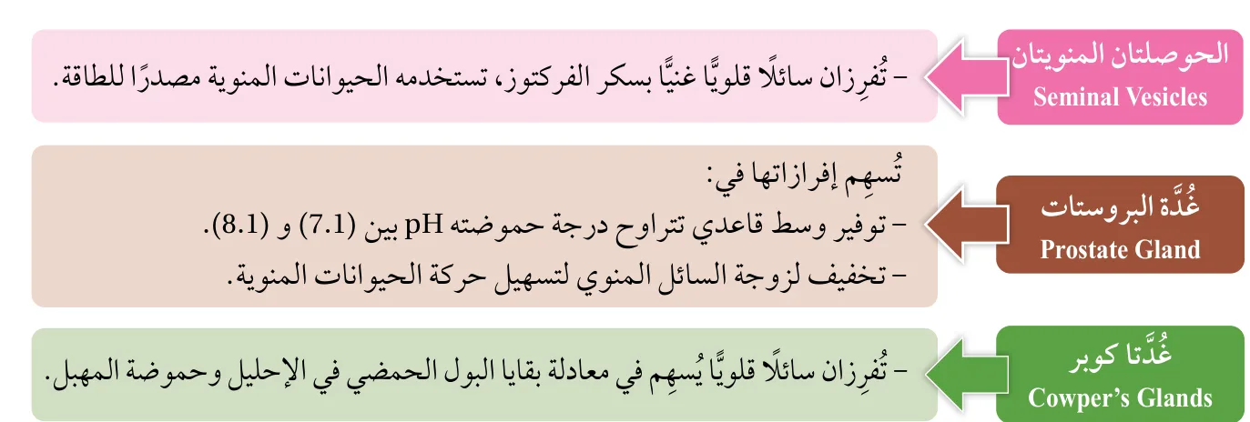 الشكل (10): الغُدد التناسلية الذكرية وإفرازاتها.