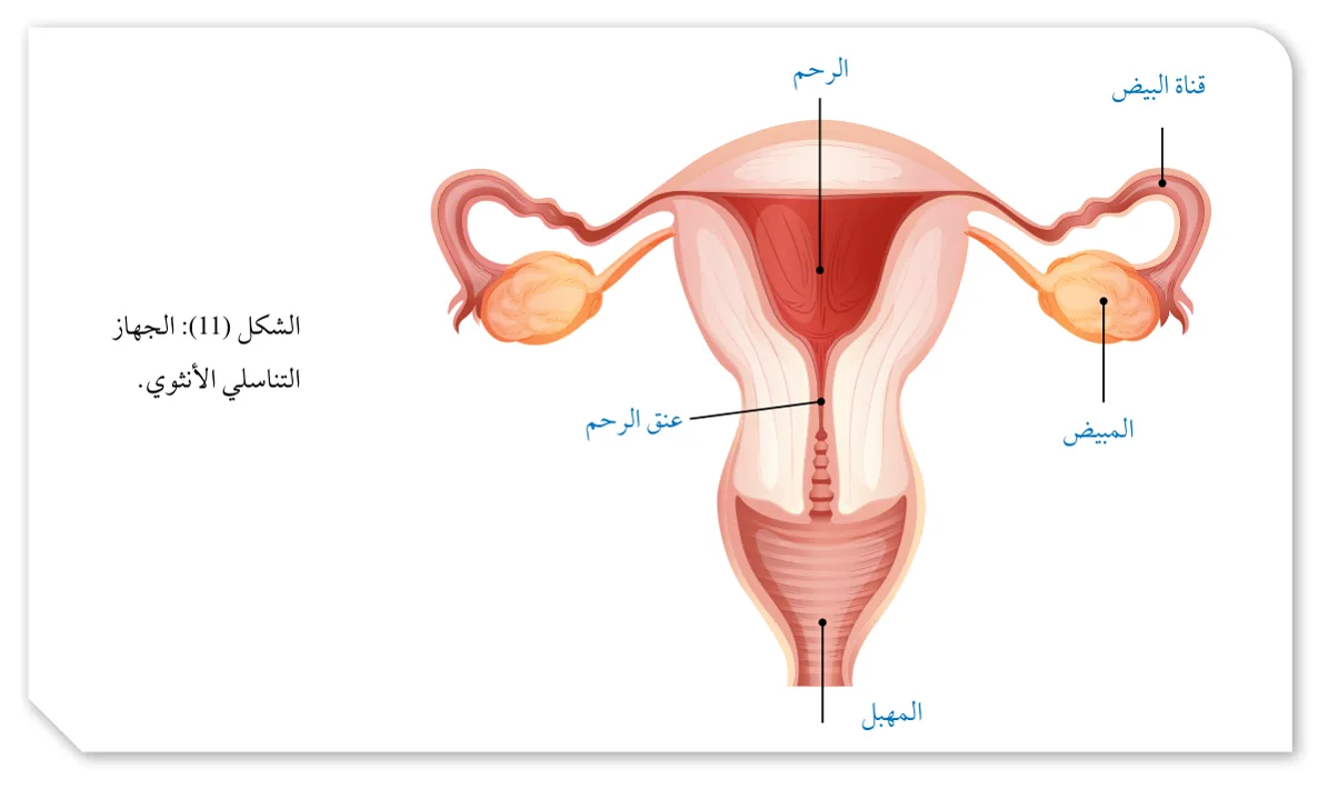 الشكل (11): الجهاز التناسلي الأنثوي.