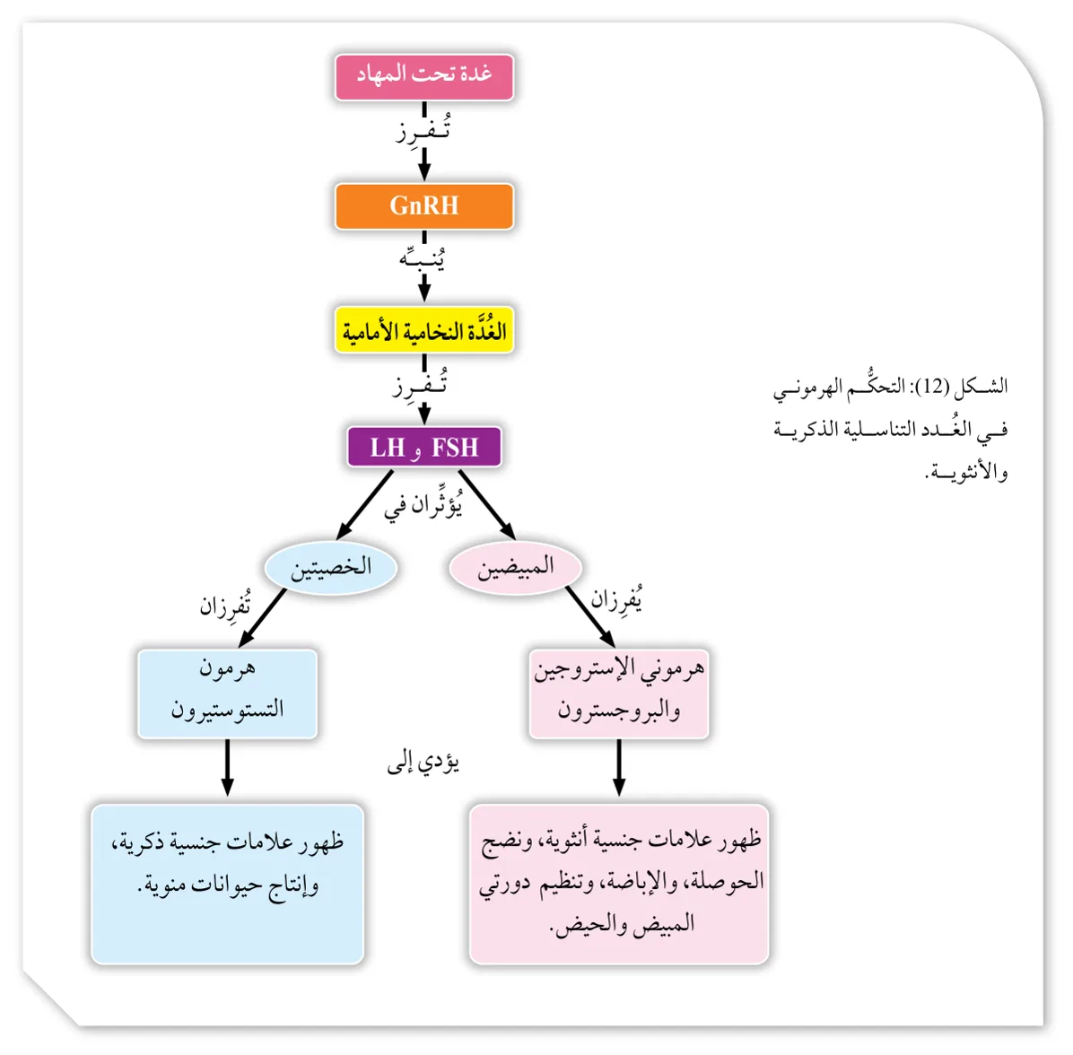 الشكل (12): التحكّم الهرموني في الغُدد التناسلية الذكرية والأنثوية.