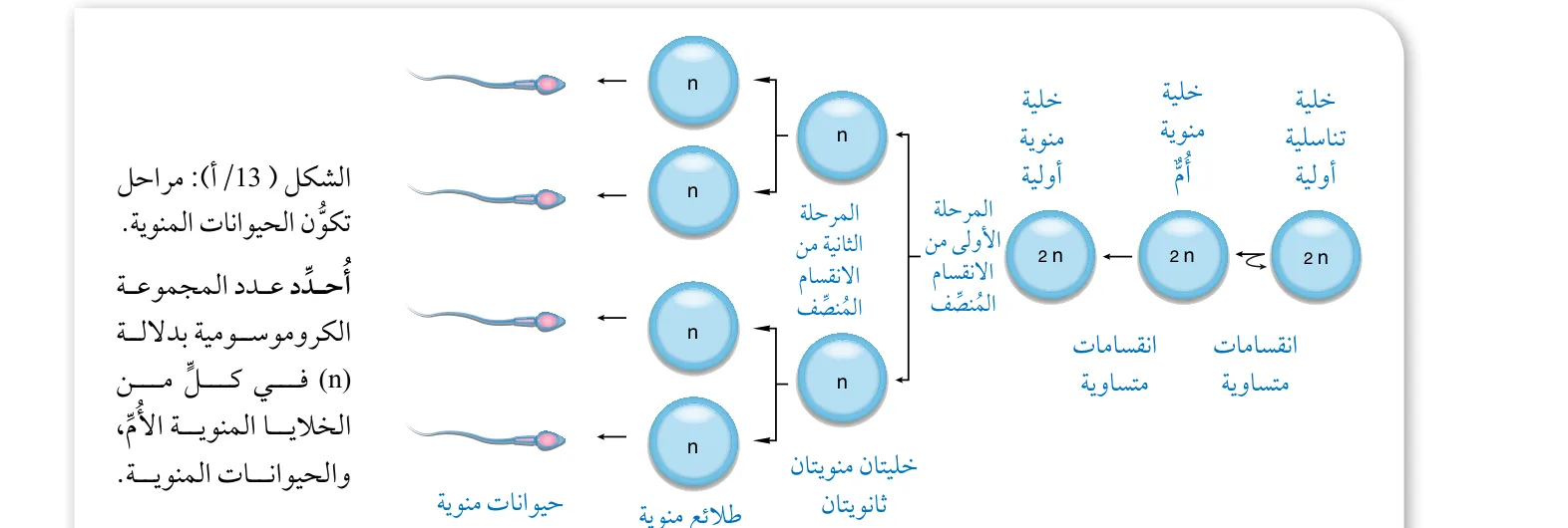 الشكل (13/أ): مراحل تكوّن الحيوانات المنوية.