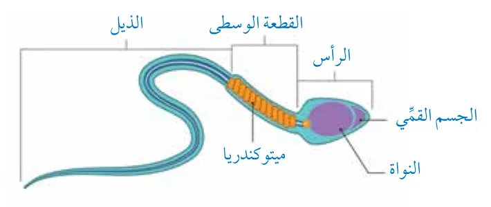 الشكل (13/ب): تركيب الحيوان المنوي.