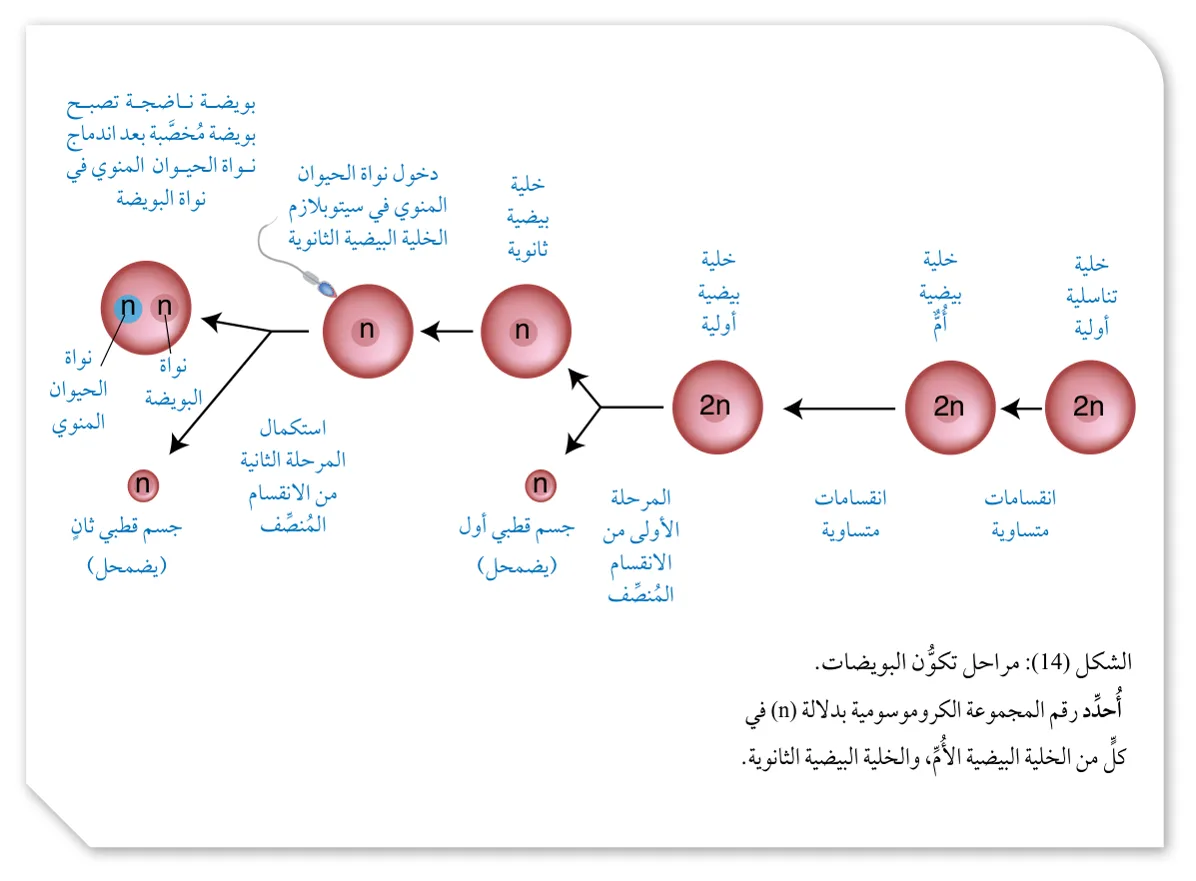 الشكل (14): مراحل تكوّن البويضات.