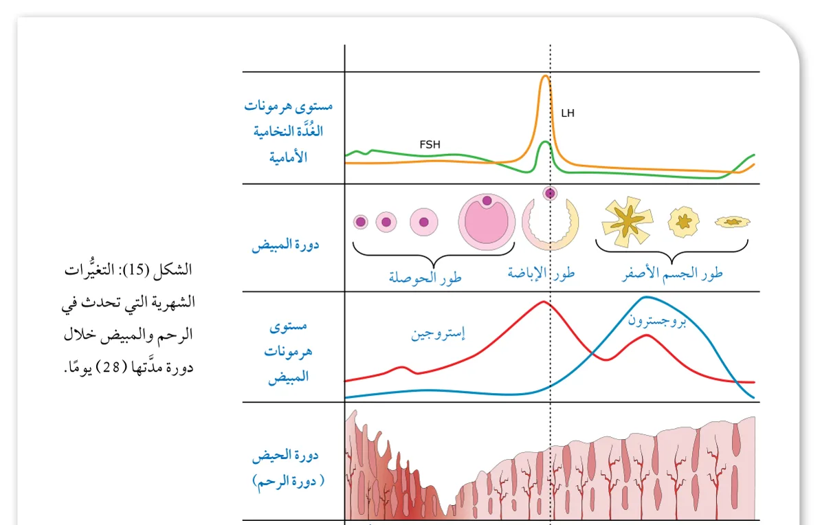 الشكل (15): التغيّرات الشهرية التي تحدث في الرحم والمبيض خلال دورة مدّتها (28) يوماً.
