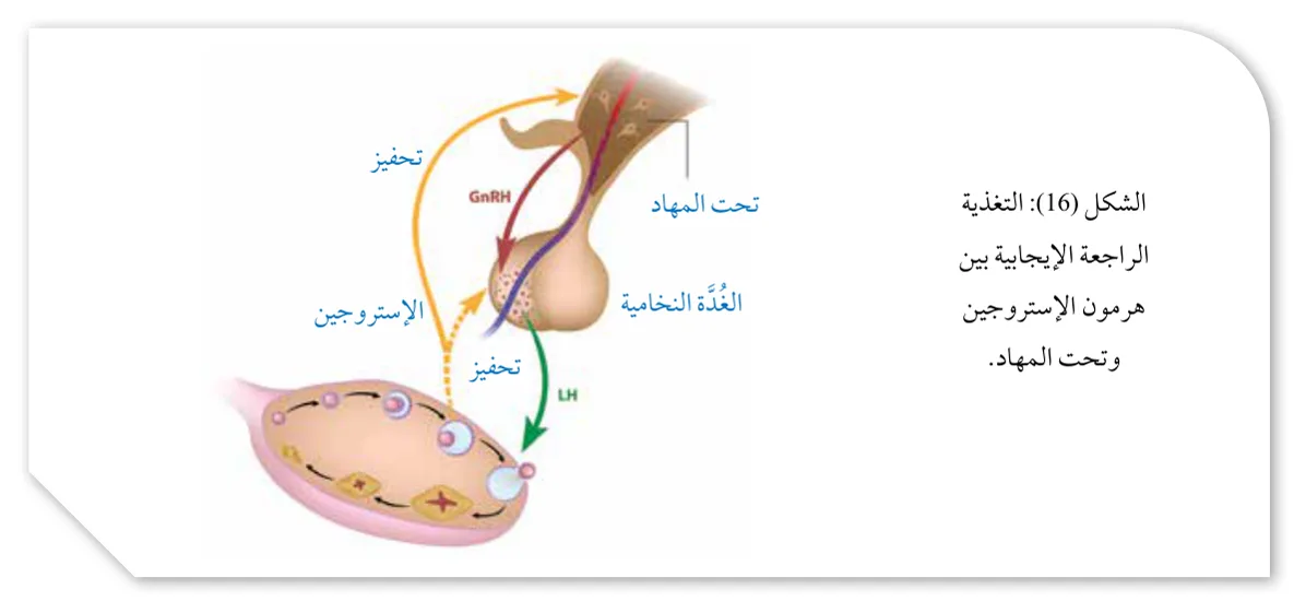 الشكل (16): التغذية الراجعة الإيجابية بين هرمون الإستروجين وتحت المهاد.