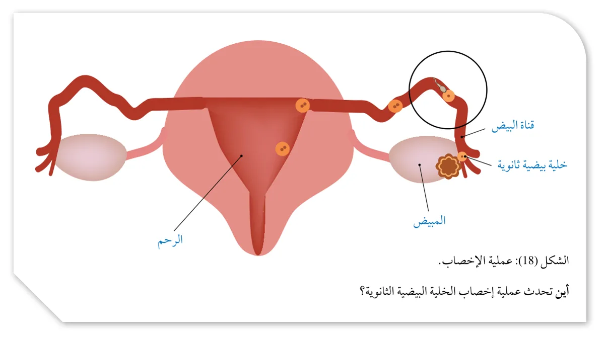 الشكل (18): عملية الإخصاب.