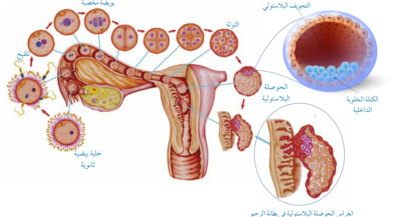 الشكل (20): الأيام الأولى من تطوُّر البويضة المُخصَّبة في قناة البيض، ثم انغراسها في بطانة الرحم.